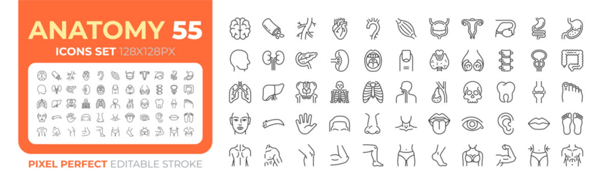 Anatomy line icons big set pixel perfect. Human body parts and internal organs. Medical research of health damage iconset outline pictograms. Isolated linear vector illustrations. Editable stroke