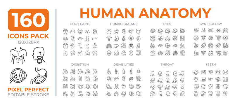 Human anatomy line icons set collection. Body parts studying and treatment. Medical examination mega pack of linear pictograms, pixel perfect. Isolated vector illustrations. Editable stroke