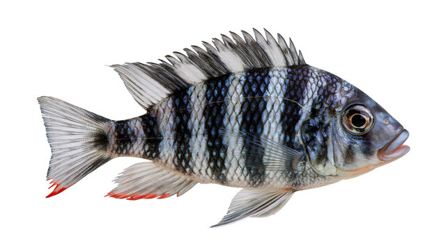 Striped cichlid fish with black vertical bars and red tipped fins