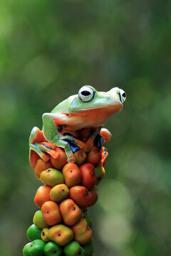 Red Eyed Tree Frog Resting on a Green Leaf in Tropical Nature, Colorful Amphibian Wildlife Close-Up Macro Portrait with Vibrant Eyes and Detailed Skin