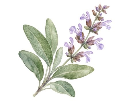 Botanical sage plant illustration with detailed green leaves and purple flowering spike reflecting culinary herb garden elements for artistic herbal branding.
