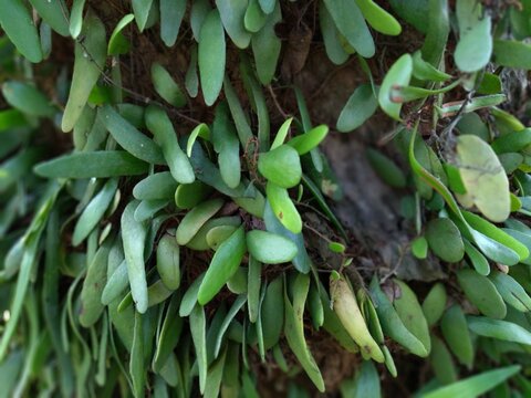 Photo of Pyrrosia piloselloides or Dragon scale tree growing on the trunks of coconut trees. This tree is often called the Picisan tree or Duduitan tree