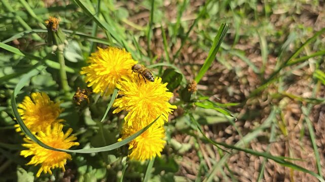 Close-up of a honey bee collecting nectar and pollen from a vibrant yellow dandelion in a spring field