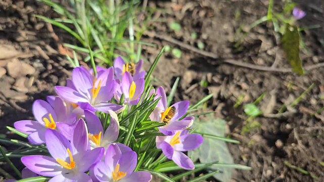 Hardworking honey bee pollinating vibrant purple crocus flowers on a sunny spring day in a garden