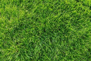 Obraz premium The Closeup of Grass Blades in Lush Verdant Lawn Texture