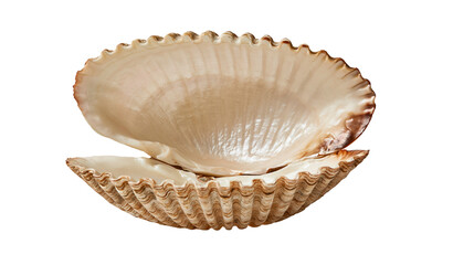 Open beige scallop shell with ribbed texture and brown edges © Ophelia
