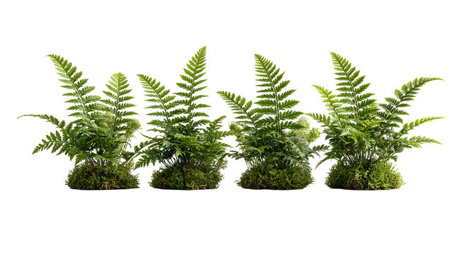 Four lush green fern plants with mossy soil bases arranged in a row