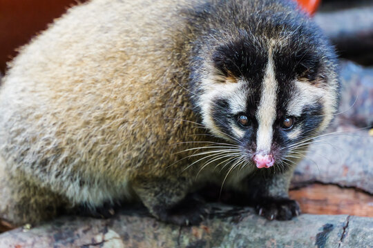 A chubby civet before winter caught in a snapshot as it turns around