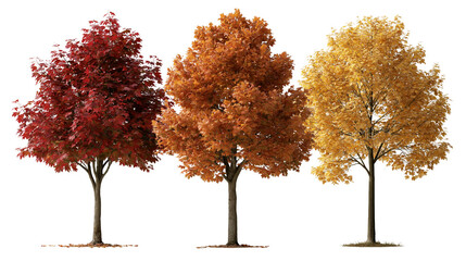 Three deciduous maple trees with vibrant red orange and yellow autumn foliage © Ophelia