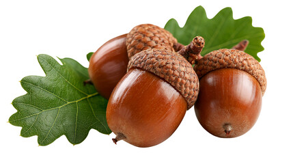 Three ripe brown acorns with green oak leaves attached to a twig © Ophelia