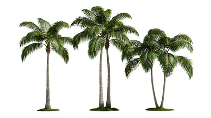 Three tall green palm trees with slender trunks and lush fronds