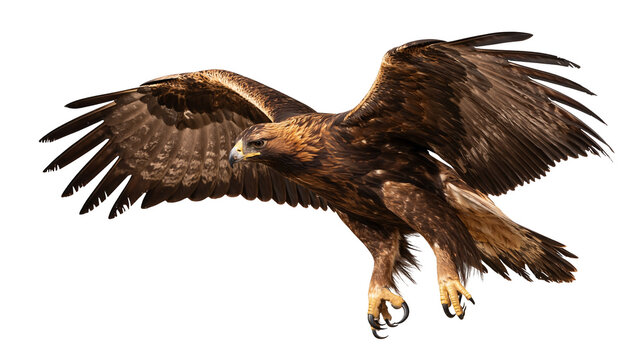 Golden eagle soaring with wings spread wide and sharp talons extended