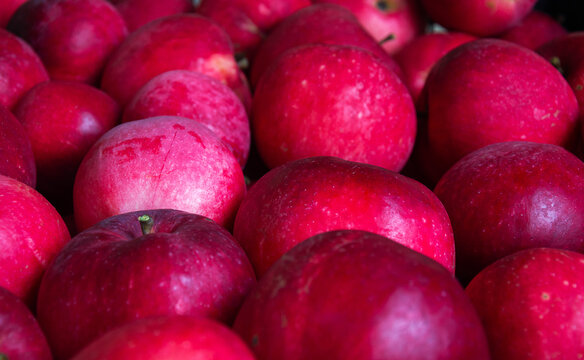 Abundance of fresh red organic apples stacked together closely in wooden crate after autumn harvest