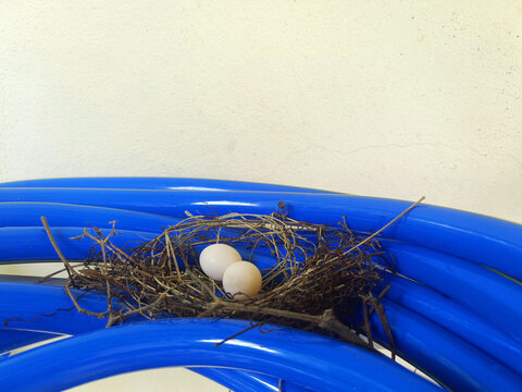 A simple dove's nest containing eggs, situated near the house on a blue garden hose reel.