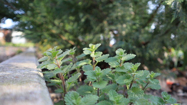 Piantina di nepeta che sta crescendo nel giardino