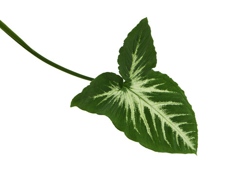 Deep green Arrowhead plant leaf with striking pale patterns radiating along the veins, isolated on a transparent background for botanical and tropical design.