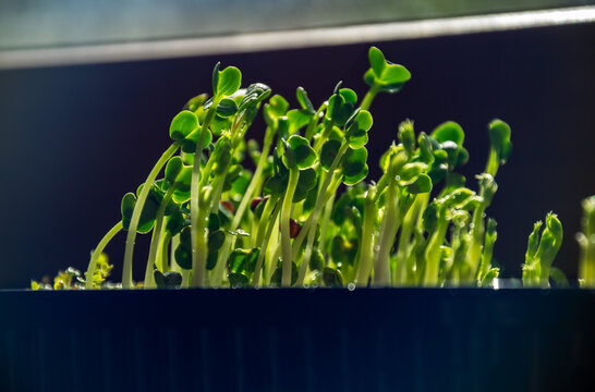 Fresh organic radish microgreens growing in container indoors under bright sun light for healthy nutrition