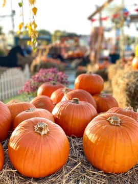 pumpkins for sale. Autumn harvest festival with bright orange pumpkins and yellow flowers on straw