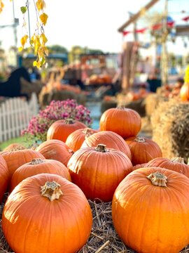 pumpkins for sale. Autumn harvest festival with bright orange pumpkins and yellow flowers on straw