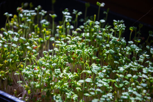 Young organic garden cress sprouts growing densely in black nursery box for healthy vitamin diet on sunny day