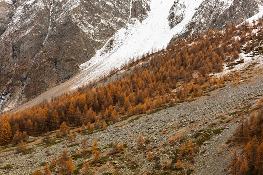 For&ecirc;t de m&eacute;l&egrave;zes en automne sur un versant rocheux au pied d'une montagne enneig&eacute;e