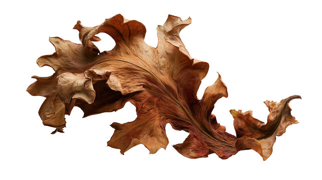 Dried brown curled fern leaf with intricate veins and ruffled edges