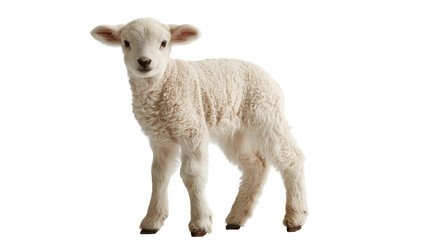 Fluffy young white lamb standing and looking forward © Sylas