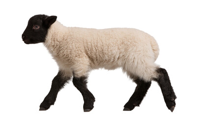 Young Suffolk lamb with black head and legs and cream woolly body © Sylas