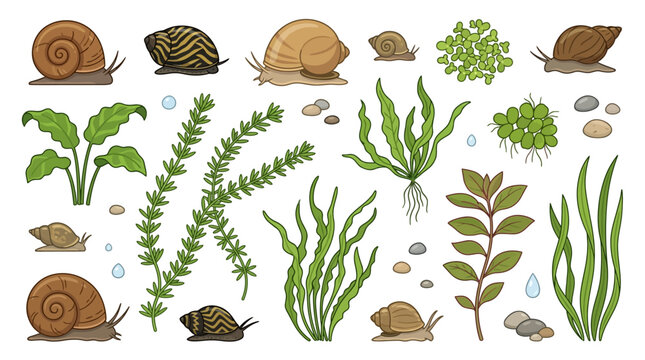 Seaweed and aquatic foliage vector collection with varied underwater plants, algae and marine botanical shapes for ocean graphics, ecological designs, educational artwork and coastal branding
