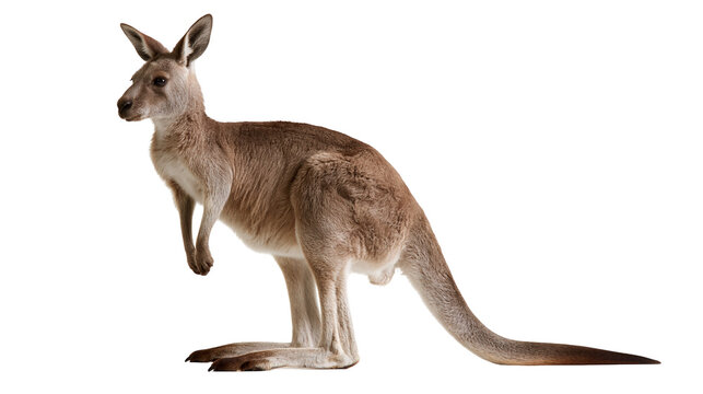 Full body side view of a standing brown kangaroo with long tail and pointed ears