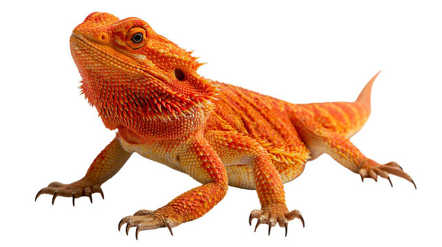 Bright orange bearded dragon lizard with spiky scales and alert eyes