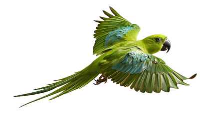 Vibrant green ring-necked parakeet in flight with wings spread wide © Sylas