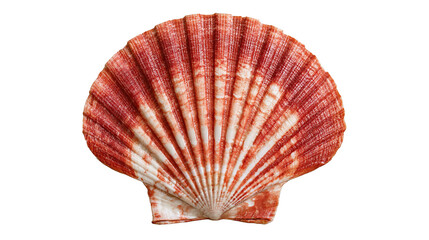Red and white striped fan shaped scallop seashell © Sylas