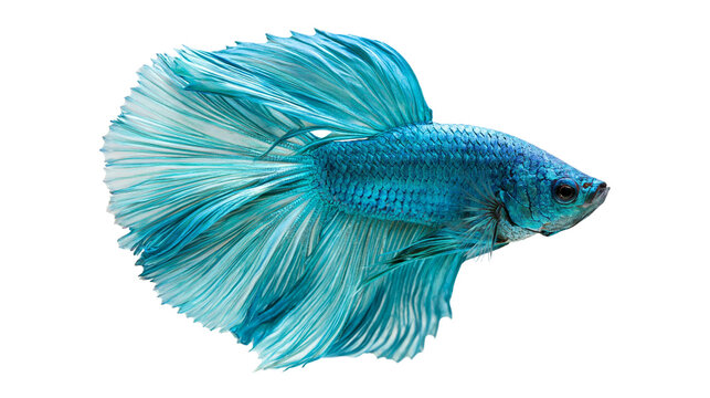 Vibrant blue Betta fish with long flowing fins and detailed scales
