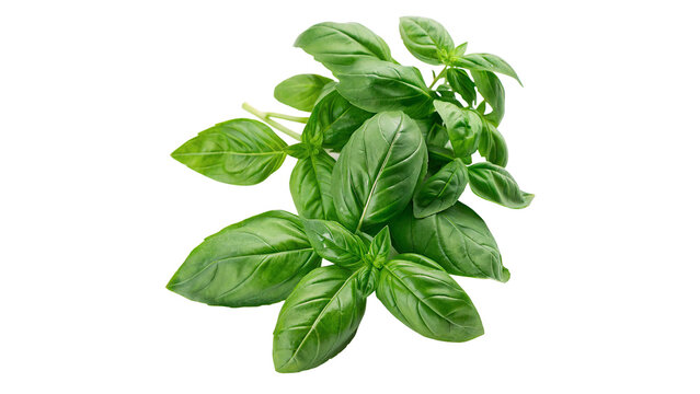 Bunch of fresh green basil leaves macro detail aromatic herb isolated on transparent background png