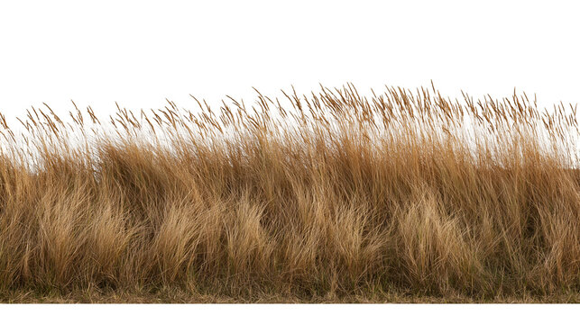 Dry golden meadow grass stalks swaying in the wind