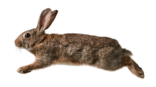 Brown wild rabbit jumping in profile view
