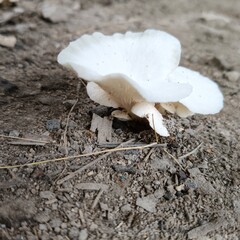 mushroom on the ground © Mary