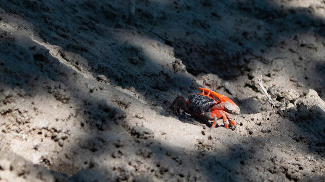 Flame Fiddler Crab red australia kimberley
