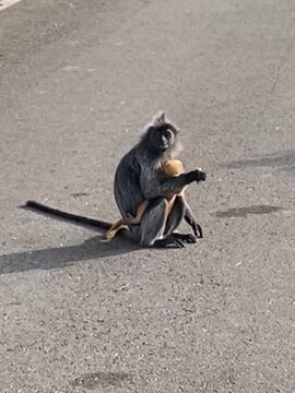 Vertical video clip of an adult silver langur monkey holding its bright orange baby while sitting on an asphalt road surface, animal care concept.