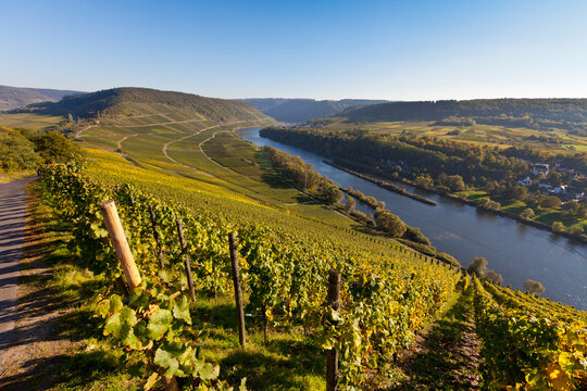 Germany, Rhineland Palatinate, View of vineyards at Punderich