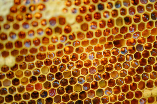 A golden honeycomb is filled with fresh sweet honey
