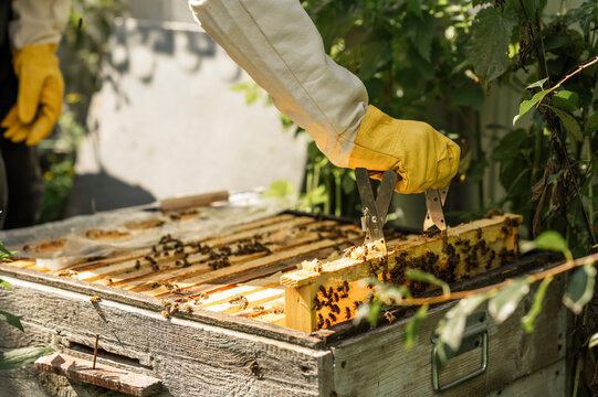 Male beekeeper lifts a honeycomb frame from the hive outdoors