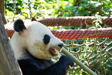 Giant panda eating bamboo at Schönbrunn Zoo in Vienna, Austria, surrounded by lush vegetation and naturalistic enclosure elements, ideal for wildlife and tourism content. © Duro Mesiar