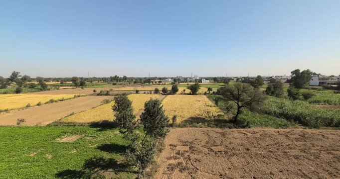 Aerial view of rural agricultural farmland with golden wheat crops and green fields under blue sky