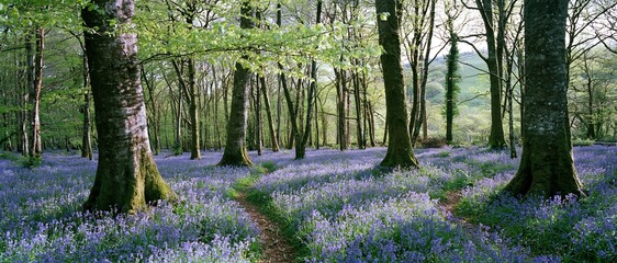 Obraz premium Path winding through ancient woodland floor covered in blooming bluebells under tall trees