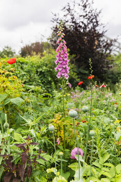A tall pink foxglove flower grows in a lush green summer garden