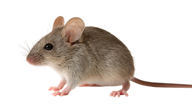 Small brown house mouse with large ears and long tail standing in profile