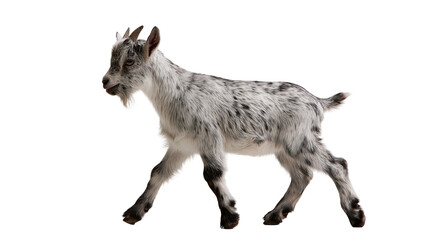 Young spotted grey and white baby goat standing in profile © Rowan