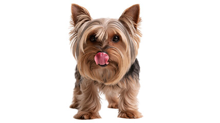 Yorkshire Terrier dog with long silky fur licking its nose with pink tongue © Rowan